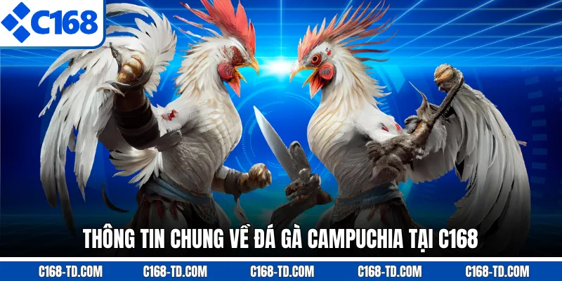 Thông Tin Chung Về Đá Gà Campuchia Tại C168